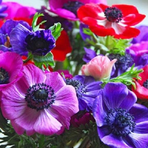 20 US SEEDS ANEMONE DECAEN MIX FLOWER