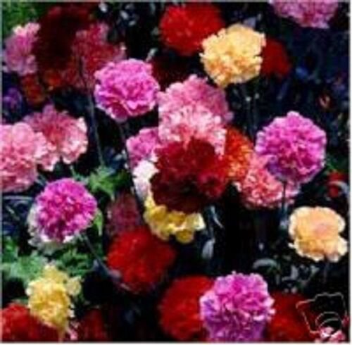 50 US SEEDS MULTICOLOR MIX CARNATION FLOWER