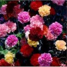 50 US SEEDS MULTICOLOR MIX CARNATION FLOWER