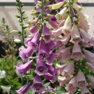 50 US SEEDS LAVENDER AND CREAM FOXGLOVE MIX DIGITALIS FLOWER