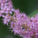 30 US SEEDS SPIRAEA TOMENTOSA STEEPLEBRUSH FLOWER