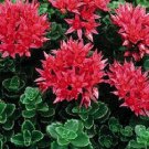 50 US SEEDS SEDUM SUMMER GLORY FLOWER CHERRY RED