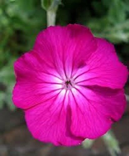 50 US ROSE CAMPION LYCHNIS