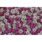 IBERIS WHITE AND PINK EVERGREEN CANDYTUFT MIX FLOWER 50 US SEEDS