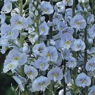 30 US SEEDS VERONICA BLUE STREAK PERENNIAL FLOWER