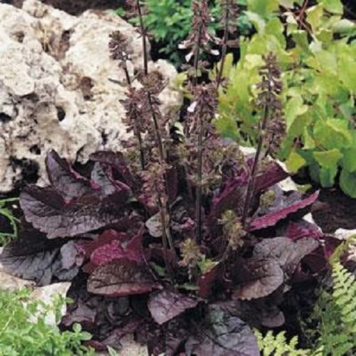 40 US SEEDS SALVIA PURPLE VOLCANO FLOWER