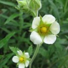 50 US SEEDS ARGUTA POTENTILLA CINQUEFOIL 