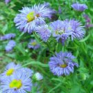 ERIGERON BLUE BEAUTY PERENNIAL FLOWER 50 US SEEDS