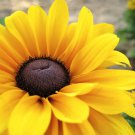 RUDBECKIA BECKY BLACK EYED SUSAN FLOWER 30 US SEEDS