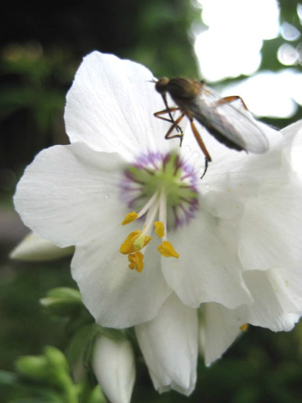 POLEMONIUM PEARL WHITE PEARL BLUE JACOBS LADDER FLOWER 70 US SEEDS MIX
