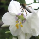 POLEMONIUM PEARL WHITE PEARL BLUE JACOBS LADDER FLOWER 70 US SEEDS MIX