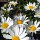 CHRYSANTHEMUM SHASTA DAISY PERENNIAL FLOWER 50 US SEEDS