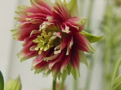 30 US SEEDS BI COLOR DOUBLE NORA BARLOW COLUMBINE AQUILEGIA FLOWER