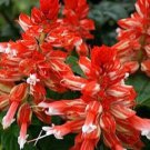 40 US SEEDS SALVIA SALSA RED BI COLOR FLOWER