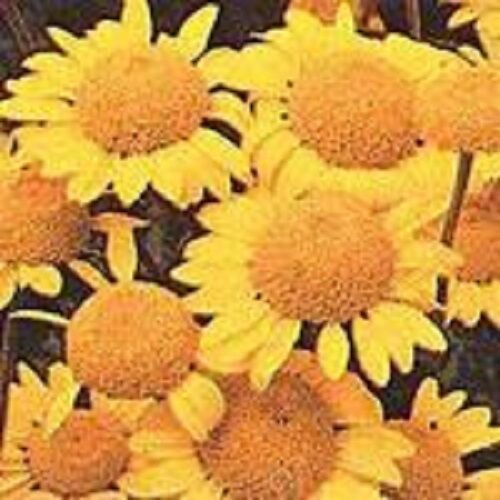 100 US SEEDS ST JOHNS CHAMOMILE GOLDEN MARGUARITE FLOWER
