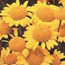 100 US SEEDS ST JOHNS CHAMOMILE GOLDEN MARGUARITE FLOWER