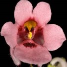 40 US SEEDS DIASCIA PINK QUEEN PERENNIAL