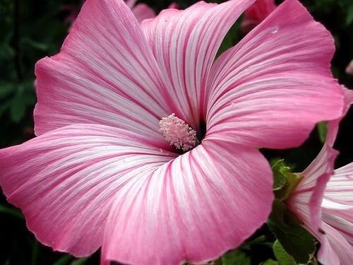 20 US SEEDS LAVATERA SILVER CUP FLOWER