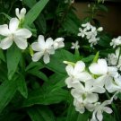 SAPONARIA SNOW TIP SOAPWORT FLOWER 25 US SEEDS 