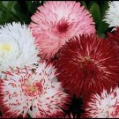 DOUBLE BELLIS ENGLISH DAISY FLOWER 30 US SEEDS MIX