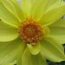 MIGNON YELLOW DAHLIA FOWER 15 US SEEDS