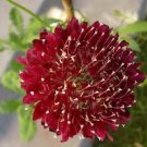 FIRE KING SCABIOSA PINCUSHION FLOWER 25 US SEEDS 