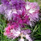 DIANTHUS SUPERBUS CARNATION FLOWER 30 US SEEDS MIX