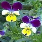 50 US SEEDS VIOLA JOHNNY JUMP UP SWEETLY SCENTED PERENNIAL FLOWER