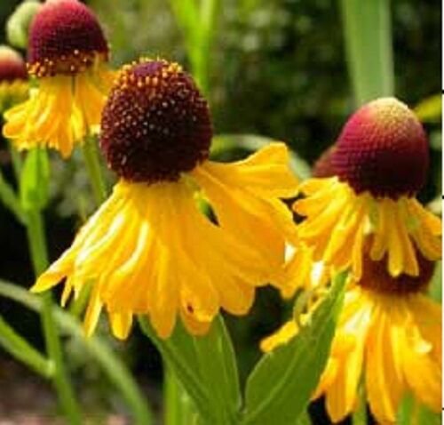 50 US SEEDS HELENIUM PURPLE HEADED TINY DANCER PERENNIAL FLOWER