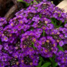 VIOLET QUEEN FRAGRANT ALYSSUM FLOWER 60 US SEEDS