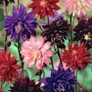 25 US SEEDS MIX AQUILEGIA VUGARIS TALL DOUBLE FLOWERED FLOWER