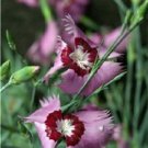 40 US SEEDS DIANTHUS X ALLWOODI ALPINUS FLOWER 
