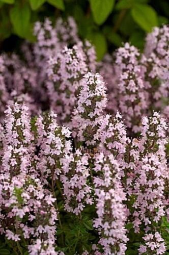 75 US SEEDS THYMUS VULGARIS THYME FLOWER HERB
