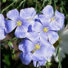 ELECTRIC BLUE FLAX PERENNIAL FLOWER 75 US SEEDS