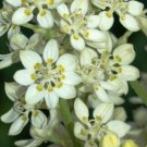 30 US SEEDS BUNCHFLOWER LILY