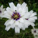 WHITE CATANANCHE CUPIDS DART FLOWER 30 US SEEDS