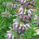 50 US SEEDS TRI COLOR LEMON MINT MONARDA FLOWER