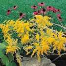 SALIDAGO GOLDENROD FLOWER 50 US SEEDS