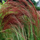 50 US SEEDS ERAGROSTIS RUBY SILK ORNAMENTAL GRASS PERENNIAL