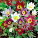 PULSATILLA PASQUE MIX FLOWER 20 US SEEDS