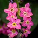 CYNOGLOSSUM ROSE COLORED CHINESE FLOWER 50 US SEEDS