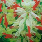 40 US SEEDS RED WHITE BICOLOR SALVIA SAGE FLOWER