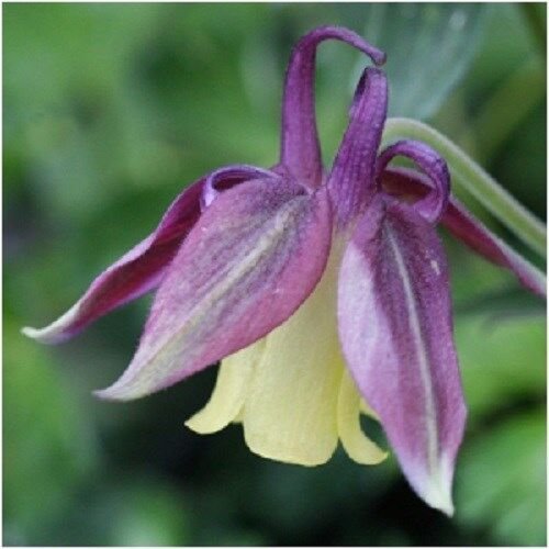 BLACKCURRANT ICE COLUMBINE AQUILEGIA FLOWER 30 US SEEDS