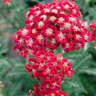 RED VELVET ACHILLEA YARROW FLOWER 50 US SEEDS