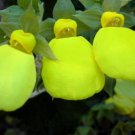 25 US SEEDS Calceolaria Dainty Yellow Flower