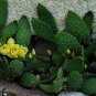 PRICKLY PEAR CACTUS FLOWER 20 US SEEDS