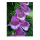 50 US SEEDS PURPLE FOXGLOVE DIGITALIS FLOWER