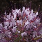30 US SEEDS POLANISIA DODECANDRA CLAMMY WEED