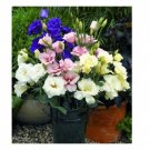 PURPLE PINK AND WHITE MIX LISIANTHUS FLOWER 20 US SEEDS