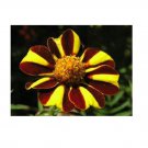 30 US SEEDS HEIRLOOM HARLEQUIN MARIGOLD FLOWER